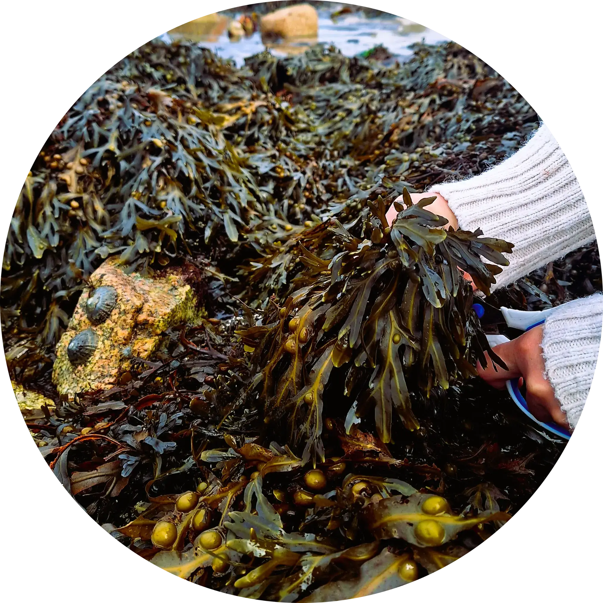 Hand Harvesting Wild Atlantic Seaweed Hand harvesting wild seaweed from the Atlantic shoreline near the Aran Islands for natural skincare products
